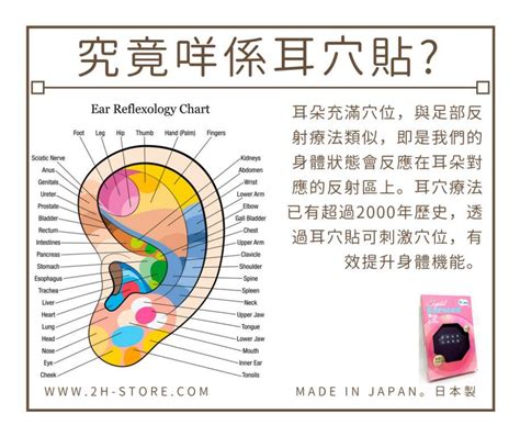 耳貼是什麼|耳穴療法功效｜中醫教你按壓技巧改頭痛、失眠等10大 